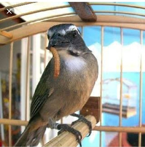 Imagem 7 de 10 de 800 Larvas Molitor Vivas