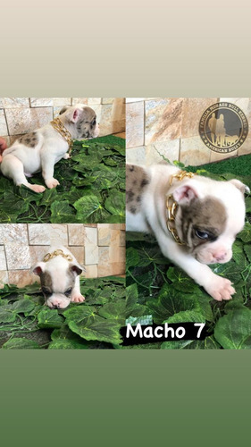 Imagem 5 de 5 de Filhote Americam Bully Pocket