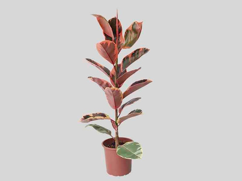 Ficus Elastica Ruby P24