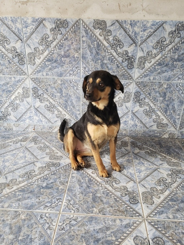 Perra En Adopción 