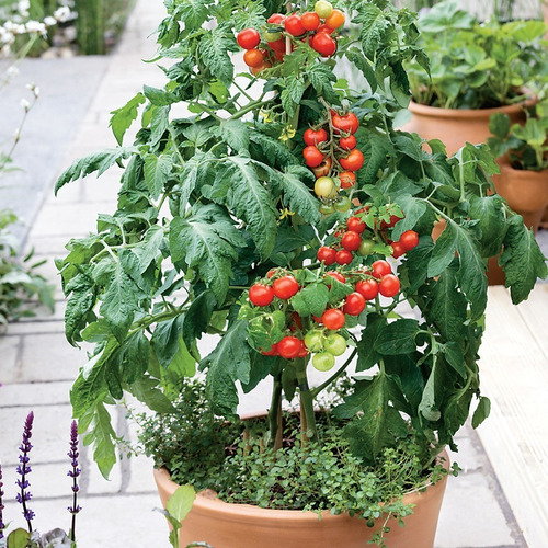 Imagem 3 de 4 de Tomate Cereja Vermelho (tomate Carolina)