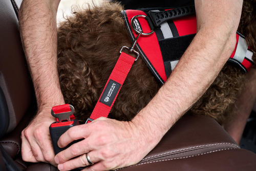 Cinturón De Seguridad Para Mascotas Ajustable Y Cómodo