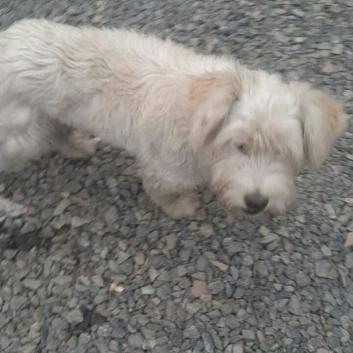 Imagen 2 de 6 de Perros