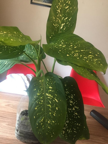 Imagen 2 de 4 de Plantas De Interior Diffenbachia (parecida Al Palo De Agua)