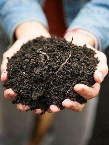 Imagen 8 de 8 de Venta De Lombriz 100% Roja Californiana Para Tu Biohuerto