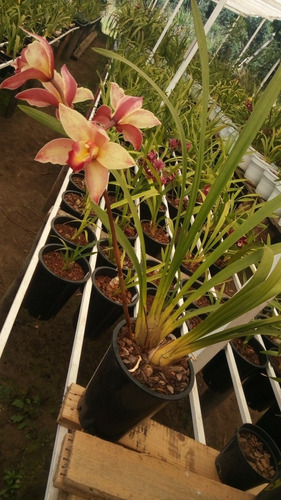 Orquídeas Cymbidium Colores Sujetos A Disponibilidad. 