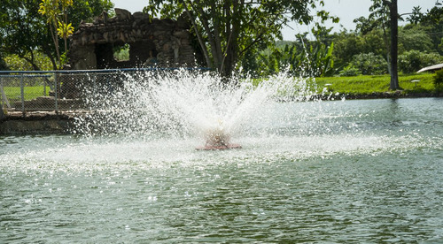 Imagem 6 de 8 de Aerador Chafariz P/ Tanques De Peixes 1,5 Cv - Monofásico