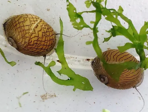 Caracol Neritina Cebra Come Algas - Unidad a $24900