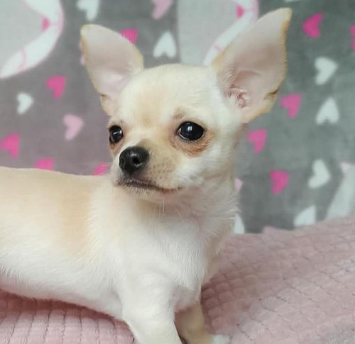 Extraordinarios Cachorros Chihuahua Exclusivos Peru