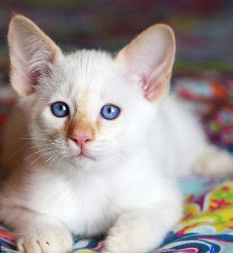 Gatita/o Bebé..últimos.