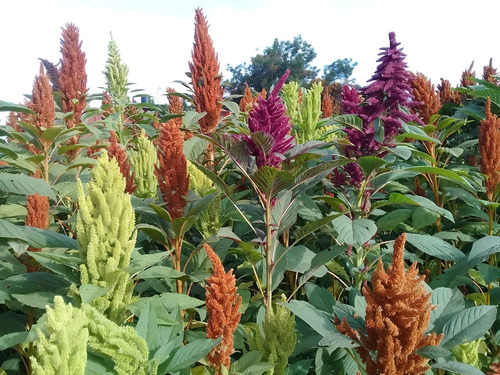 Amaranto 10 Kg Agroecológico Calidad Premium
