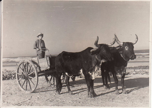 1953 Fotografia Carro Con Cebues Brasil Transporte A Sangre