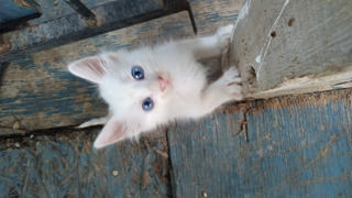 Gato Blanco Ojos Azules 📦