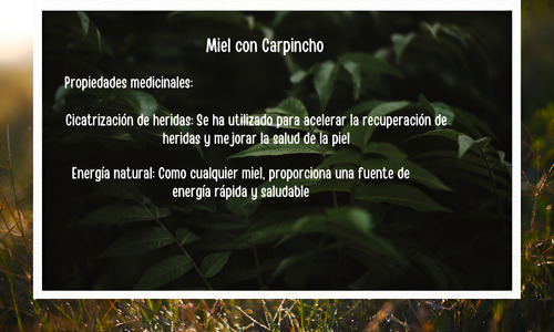 Miel Con Carpincho Eucalipto Y Limón - 250cc