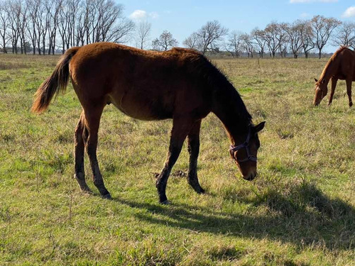 Potrillo Spc Hijo De Equal Edition Y Por Canalla 2019