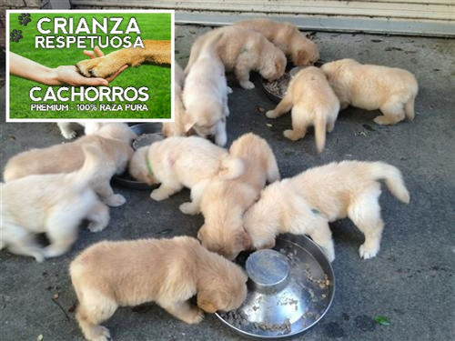 Cachorros Golden Retriever 100% Puros Con Libreta