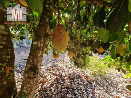 Imagem 24 de 30 de Ótima Chácara, Com 3 Dormitórios, Campinho De Futebol, Pomar, Horta, Bem Localizada, À Venda, 4400 M² Por R$ 360.000 - Rural - Socorro/sp - Ch0972