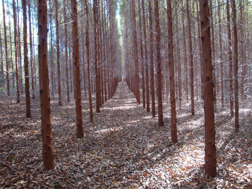 Imagem 12 de 14 de Fazenda Com 128 Has. Sul De Minas - Andrelândia/mg