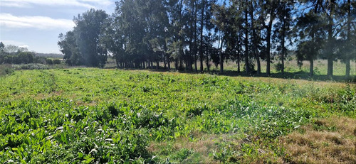 Venta Chacra 28 Ha Abayuba Arroyo Y 2 Tajamares C.rigel