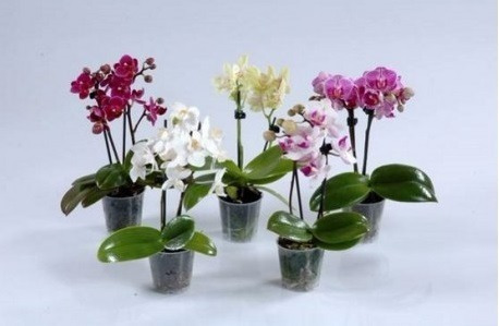 3 Orquídea Mini Phalaenopsis + Frete Grátis | Frete grátis