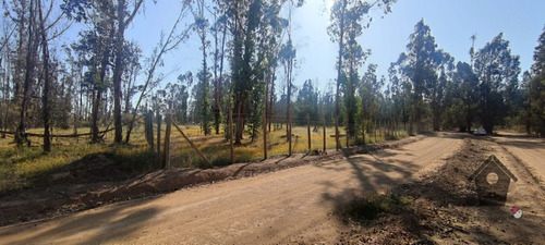 Foresta De Zapallar , Catapilco,(sector S) 10.000m2