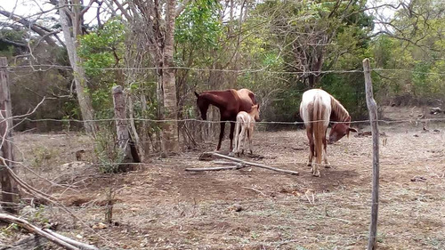 Imagen 7 de 30 de Finca En Mirimire Estado Falcon De 941 Hectáreas