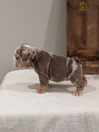 Pequeno Cachorro De Bulldog Ingles Adorable Bebe Mercado Libre Pequeno Cachorro De Bulldog Ingles Adorable Bebe Mercado Libre