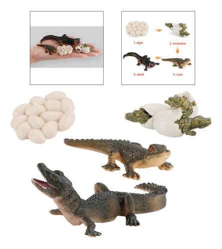 2 X Ciclo De Vida Animal Modelo Cocodrilo Niños Preescolar I