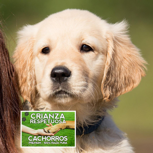 Hermosisimas Golden 100% Puras Crianza Respetuosa Cachorros.