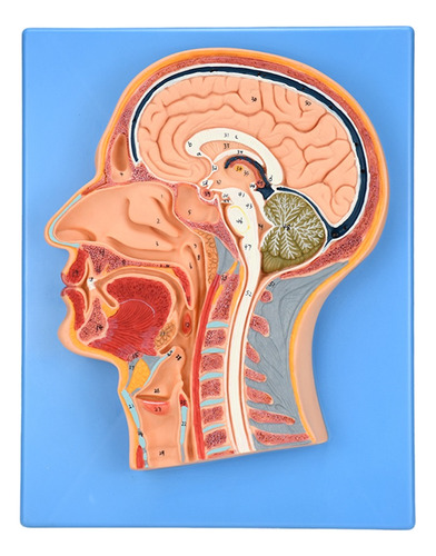 Zeigen Modelo Anatómico Del Corte Medial De La Cabeza