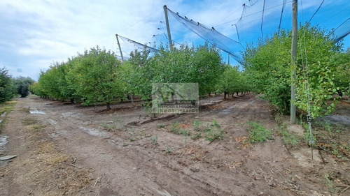 Inversor Vendo Complejo De 3 Cabanas Con 2 Has De Ciruela D'agen Con Tela Antigaranizo, Galpon, Gas, Agua, Luz, Derecho De Riego. Rama Caida, San Rafael, Mendoza.