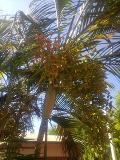 2 Semillas Areca Catechu