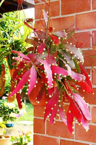 10 Sementes Cacto Macarrão Rhipsalis Ramulosa Suculenta