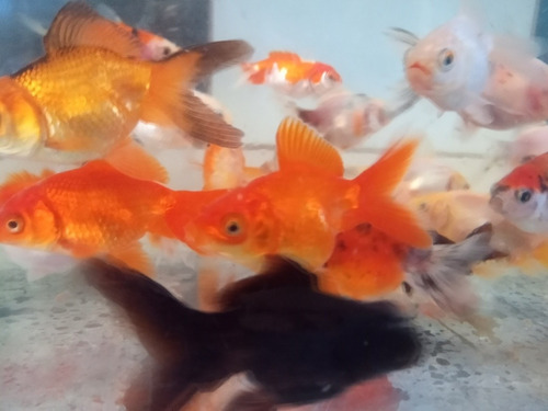 Peces Carassius Agua Fría Peceras Estanques Directo Criadero