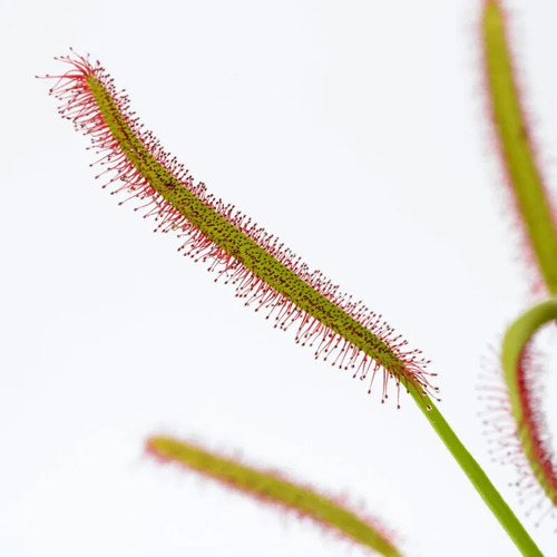 Plantas Carnívoras: Drosera Capensis Tipica