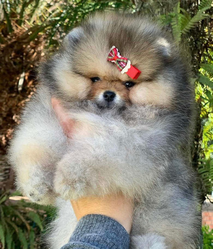 Pomerania Hermosos