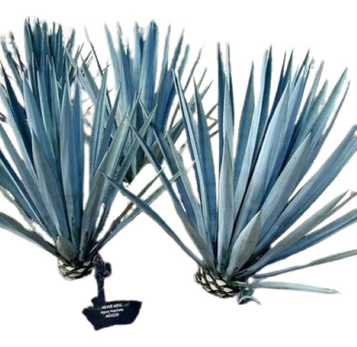 Agave Azul ( Planta ) , Tequilana Weber 30 A 45 Cm