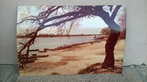 Antigua Foto De Costa Río Canoas Árbol Firmada Albert 60x40