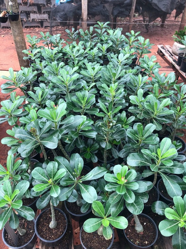 10 Muda De Rosa Do Deserto Florescendo - Cores Variadas