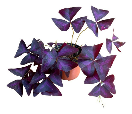 Planta Trebol Morado | Oxalis Triangularis
