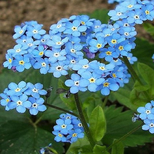 50 Semillas Flores Miosotis Azul De Los Alpes + Regalo
