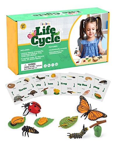 Glinglong Life Cycle Kit Toy Montessori - Juguetes De Figura