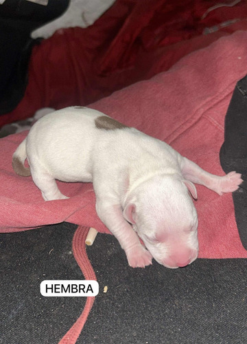 Cachorro Pitbull