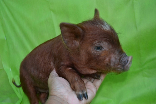 Mini Pig
