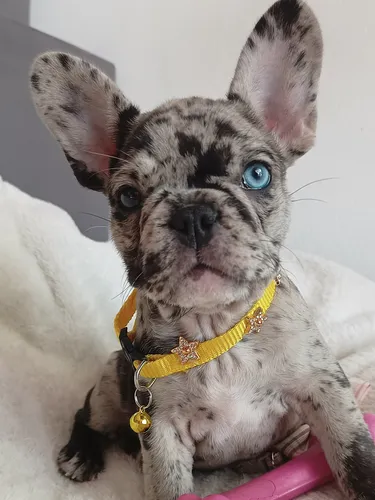 Black merle bulldog frances 2025