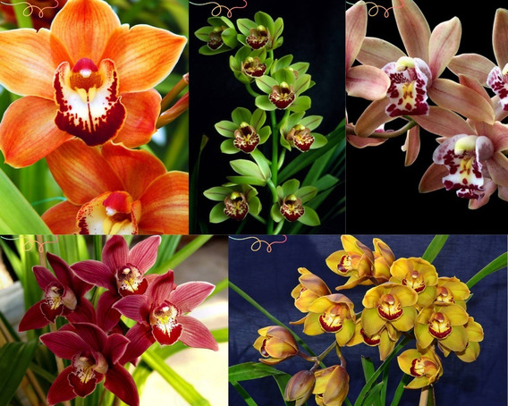 Cymbidium Amarela Terrestre Planta | MercadoLivre 📦