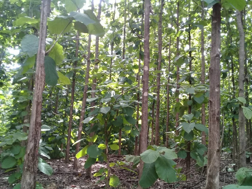 Imagen 4 de 14 de Se Vende Aserradero Edo Barinas
