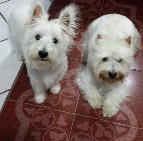 West Highland White Terrier