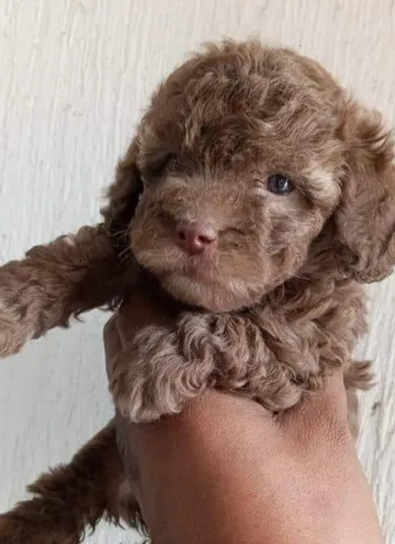 Venta De Cachorros French Poodle Mini