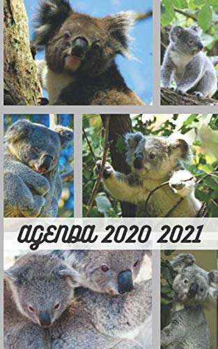 Diario Escolar 2020 2021 - 300 Paginas - Portada : Koala De